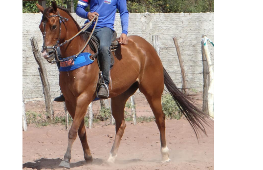 LA ROJA HOPE JR